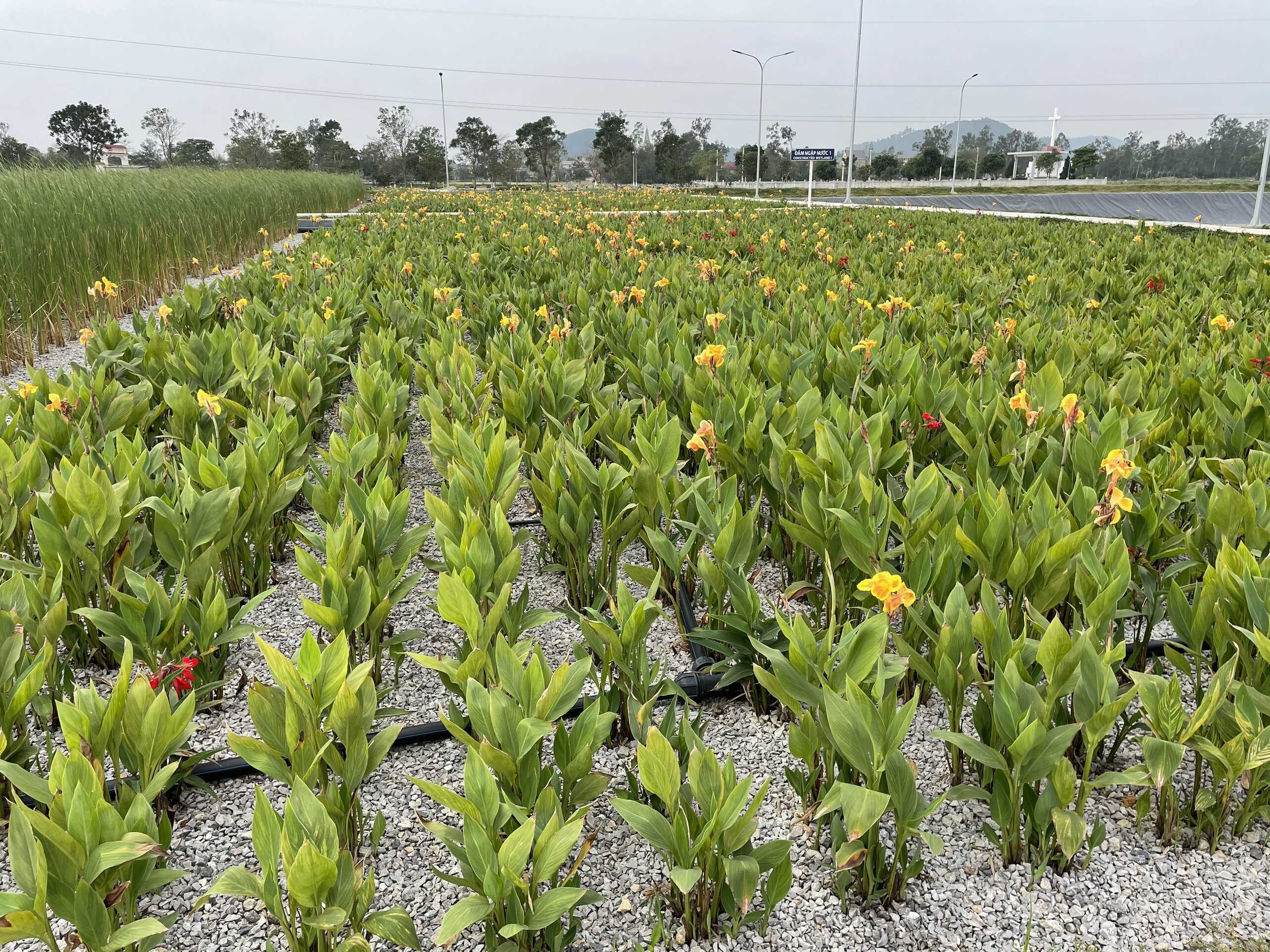 Công nghệ Wetland