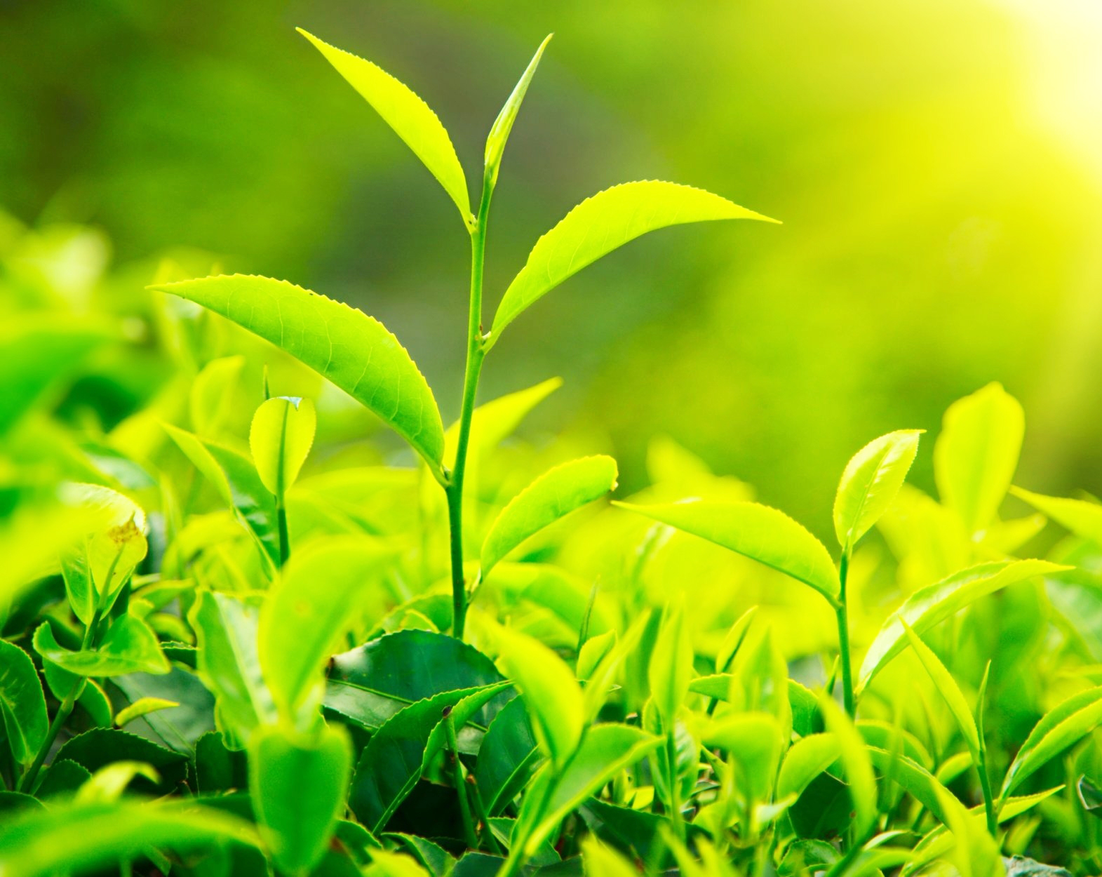 Tư vấn Luật Môi Trường